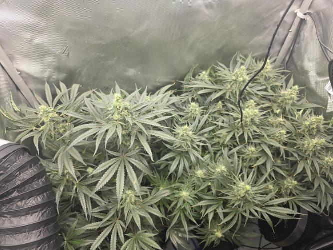 Next Generation Seeds First Contact. Week 17