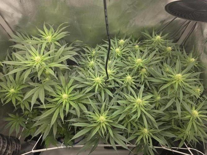 Next Generation Seeds First Contact. Week 14