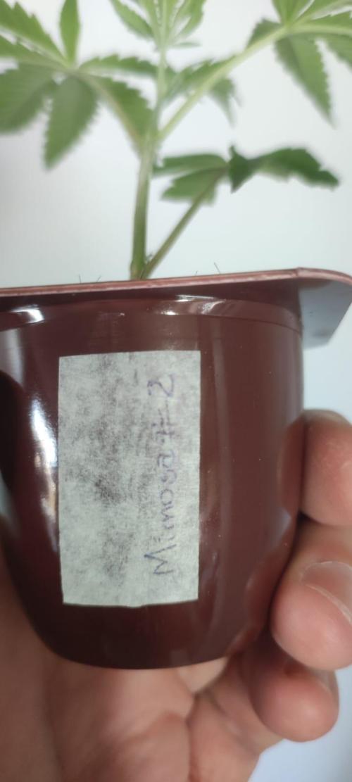 Mimosa. Week 1