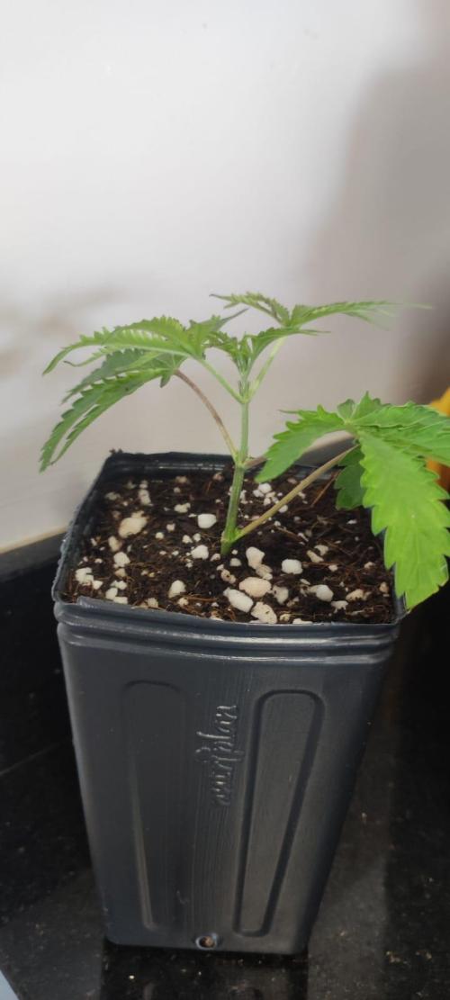 Mimosa. Week 1