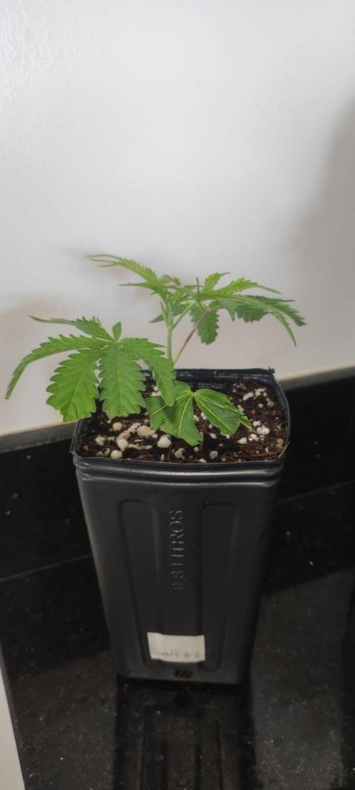 Mimosa. Week 1