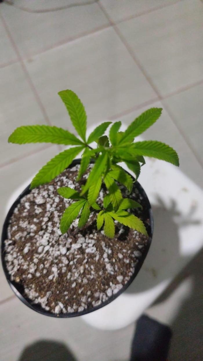 Strawberry Coug. Week 1