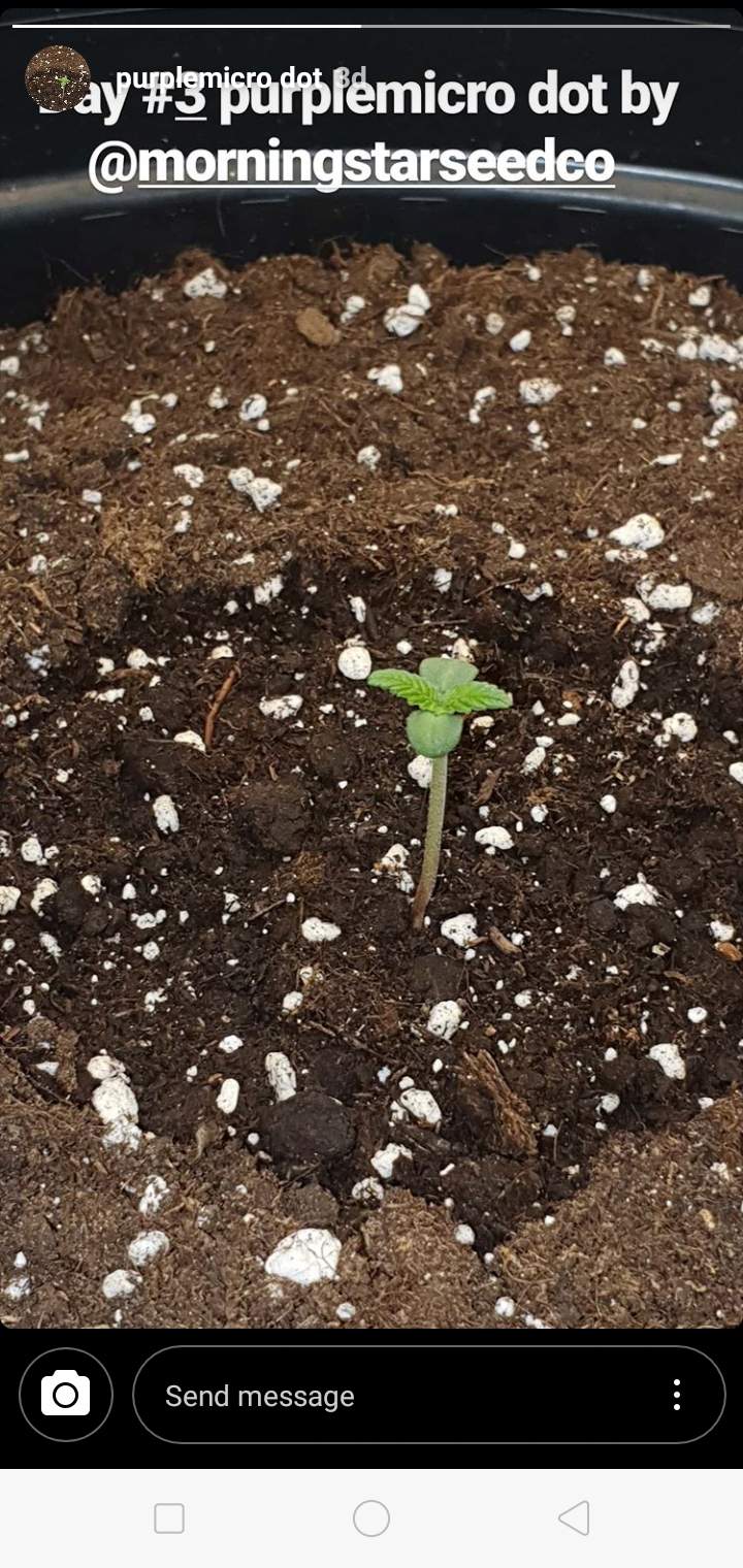 Purple Microdot grow diary (journal) week1 by Dazza420 - GrowDiaries