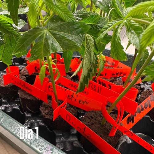 9 original cuts - Living soil 8º cicle. Week 1 - Day 1