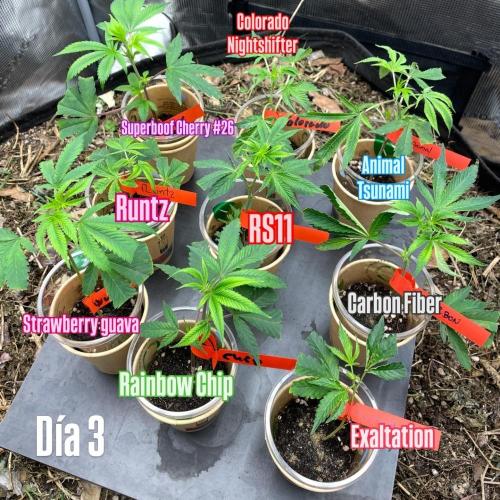 9 original cuts - Living soil 8º cicle. Week 1 - Day 3