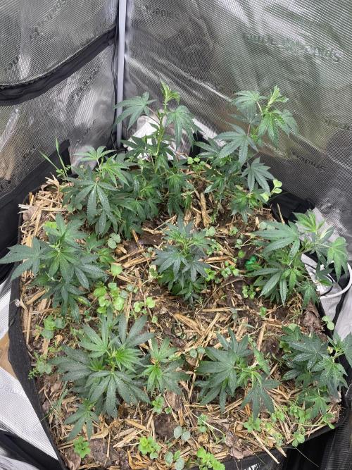 9 original cuts - Living soil 8º cicle. Week 3 - Epsom salt foliar