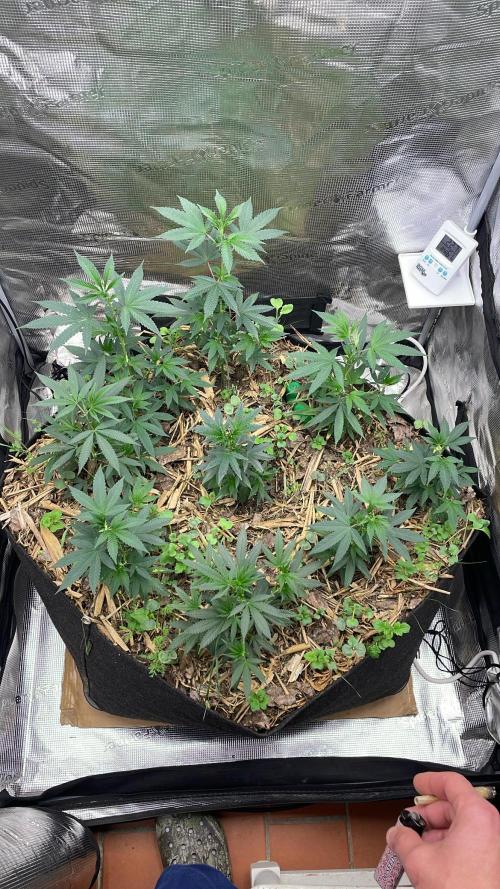9 original cuts - Living soil 8º cicle. Week 3 - Day after the foliar
