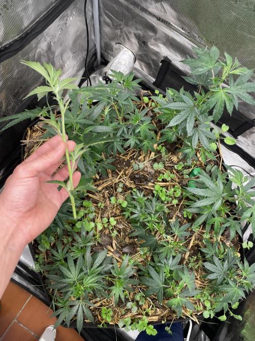 9 original cuts - Living soil 8º cicle. Week 3 - Superbuff