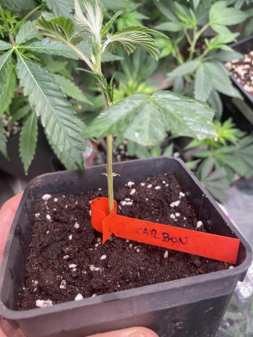 9 original cuts - Living soil 8º cicle. Week 6 - Carbon Fiber