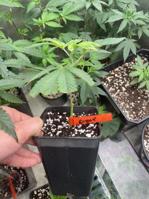 9 original cuts - Living soil 8º cicle. Week 6 - Superbuff Cherry 26