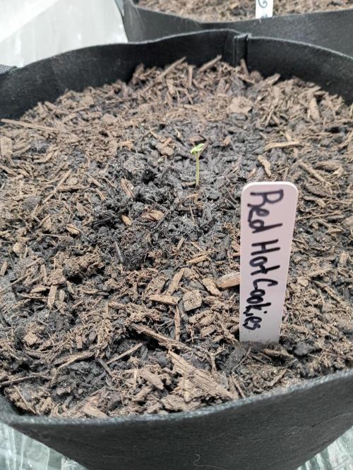 Red Hot Cookies. Week 0