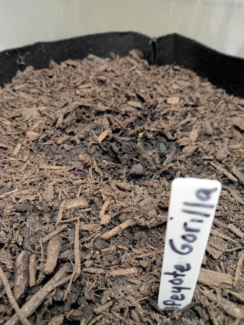 PEYOTE GORILLA. Week 0