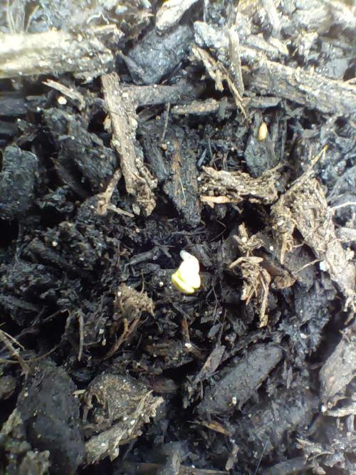 PEYOTE GORILLA. Week 0