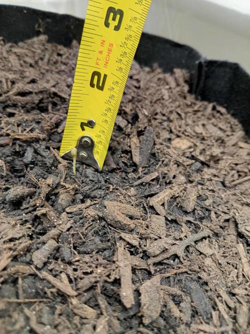 PEYOTE GORILLA. Week 0