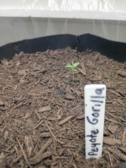 PEYOTE GORILLA. Week 1