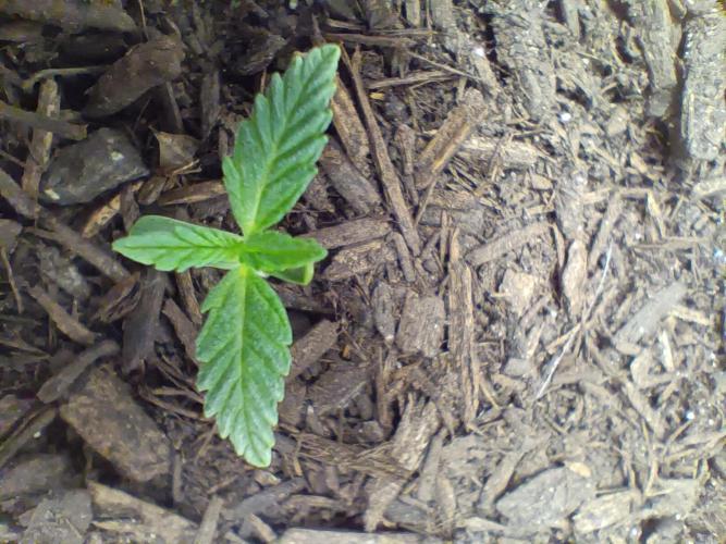 PEYOTE GORILLA. Week 1