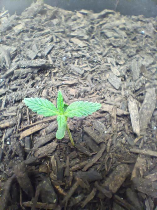 PEYOTE GORILLA. Week 1
