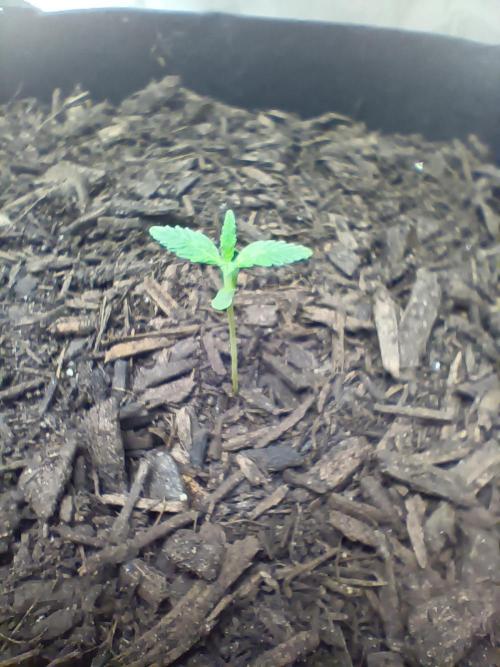 PEYOTE GORILLA. Week 1