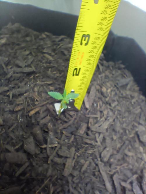 PEYOTE GORILLA. Week 1