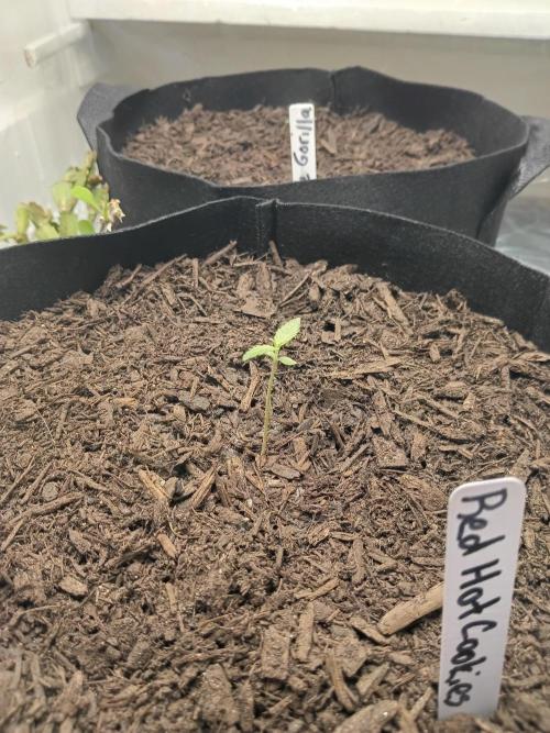 Red Hot Cookies. Week 1