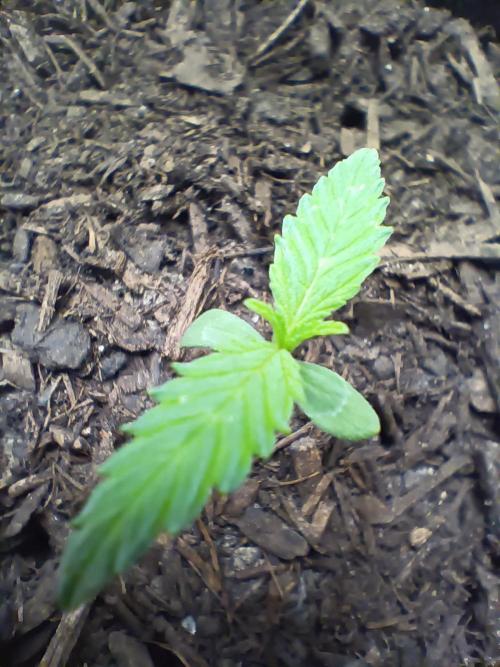 Red Hot Cookies. Week 1