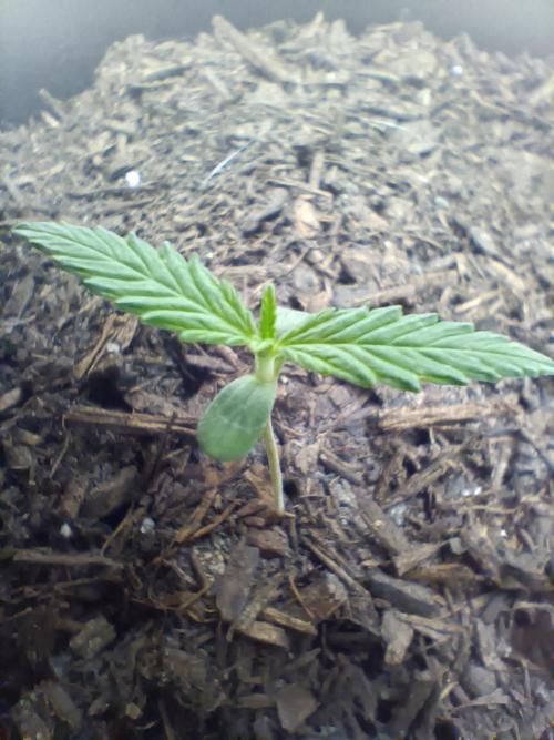 Red Hot Cookies. Week 1