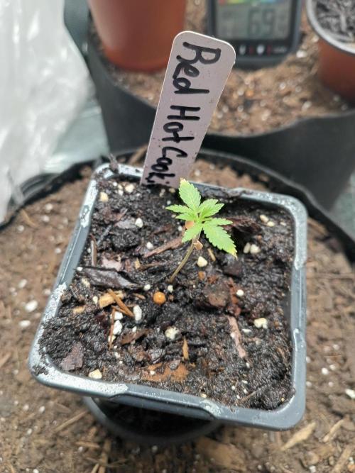 Red Hot Cookies. Week 3