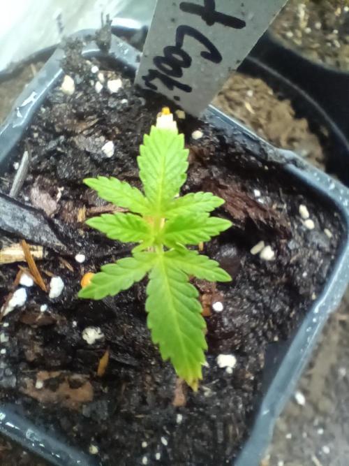 Red Hot Cookies. Week 3