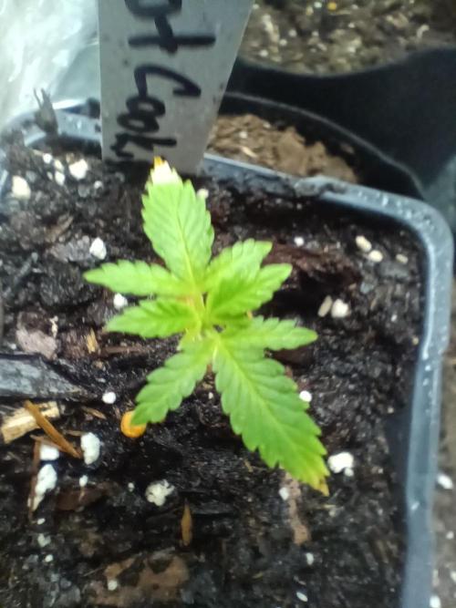 Red Hot Cookies. Week 3