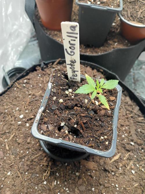 PEYOTE GORILLA. Week 3