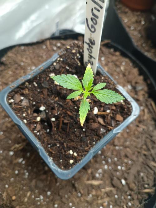 PEYOTE GORILLA. Week 3
