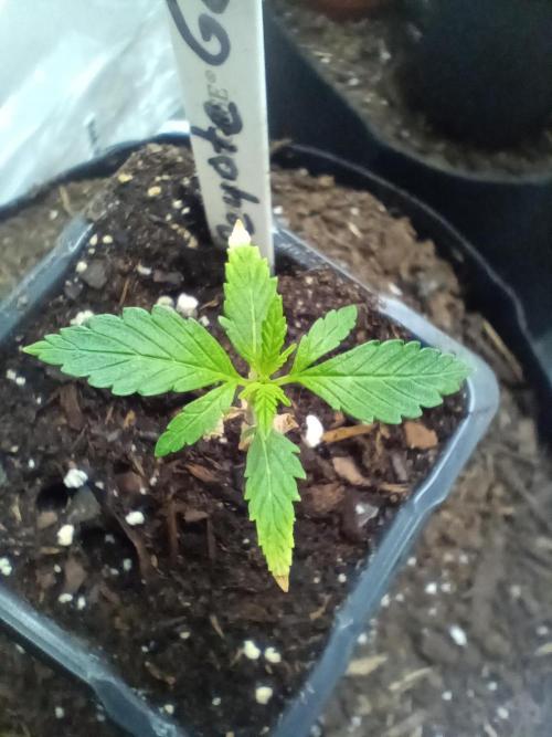 PEYOTE GORILLA. Week 3