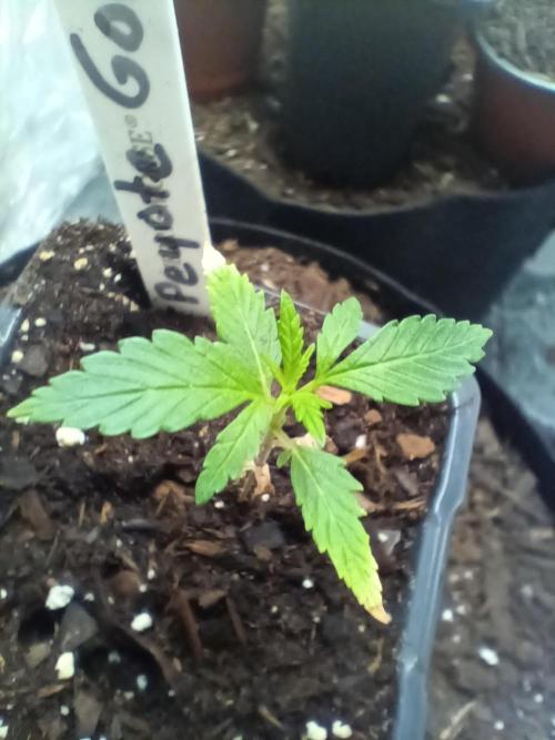 PEYOTE GORILLA. Week 3