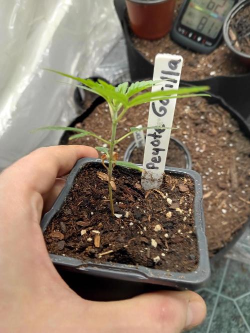 PEYOTE GORILLA. Week 4