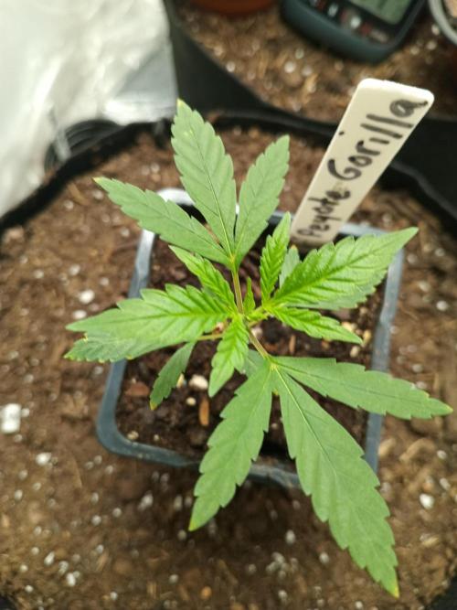 PEYOTE GORILLA. Week 4