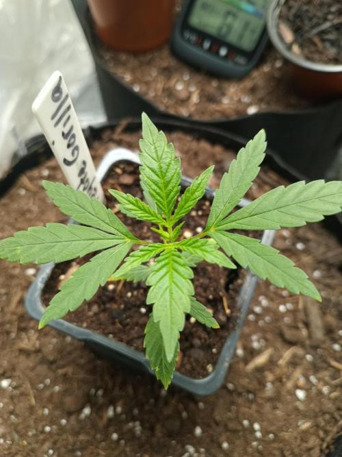 PEYOTE GORILLA. Week 4