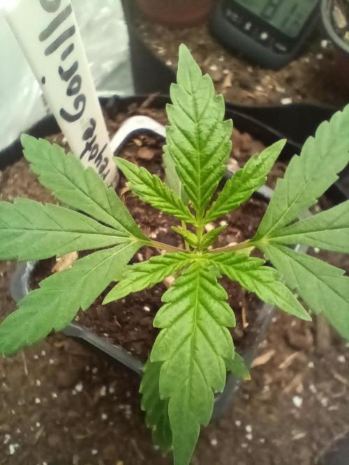 PEYOTE GORILLA. Week 4