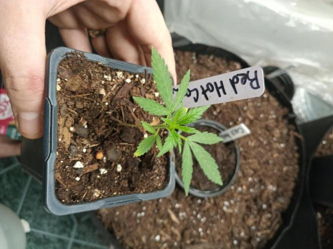 Red Hot Cookies. Week 4