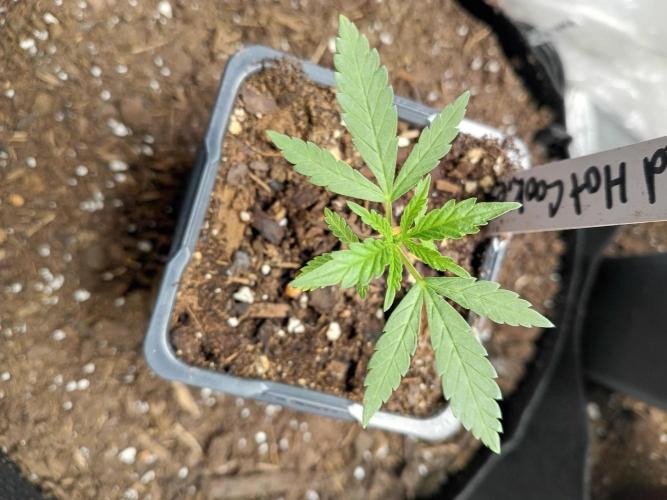 Red Hot Cookies. Week 4