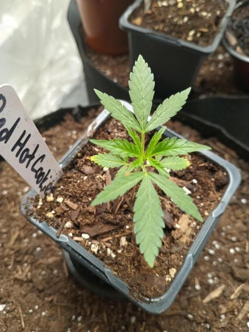 Red Hot Cookies. Week 4