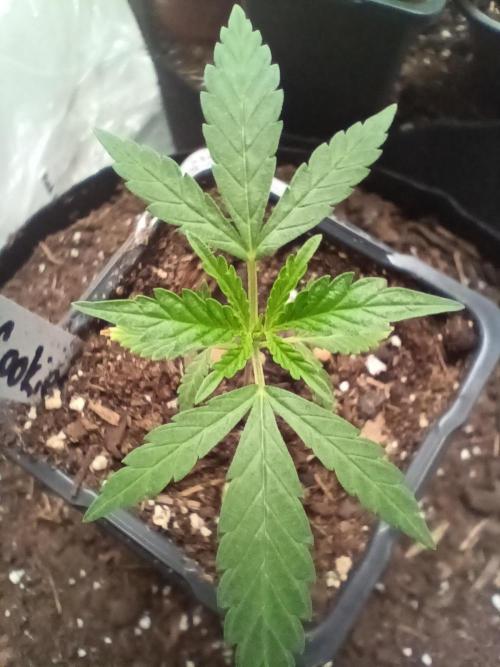 Red Hot Cookies. Week 4