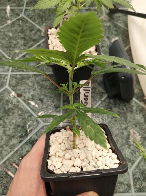 PEYOTE GORILLA. Week 5