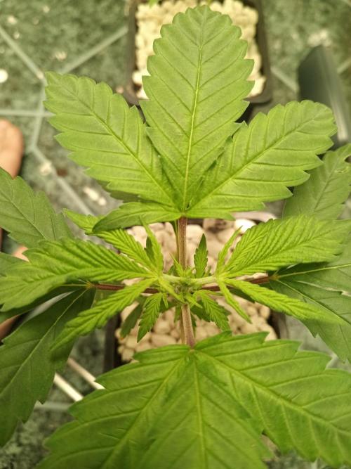 PEYOTE GORILLA. Week 5