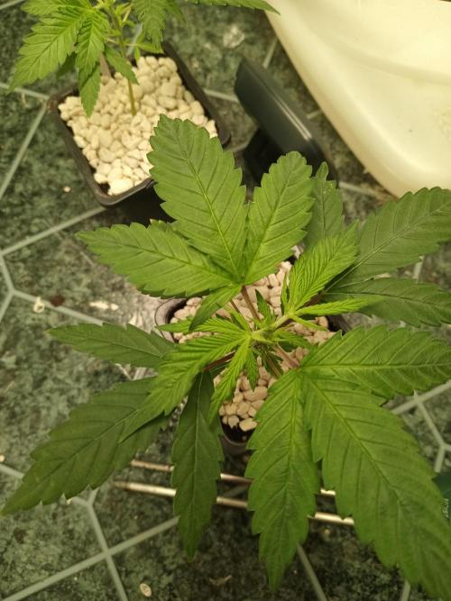 PEYOTE GORILLA. Week 5