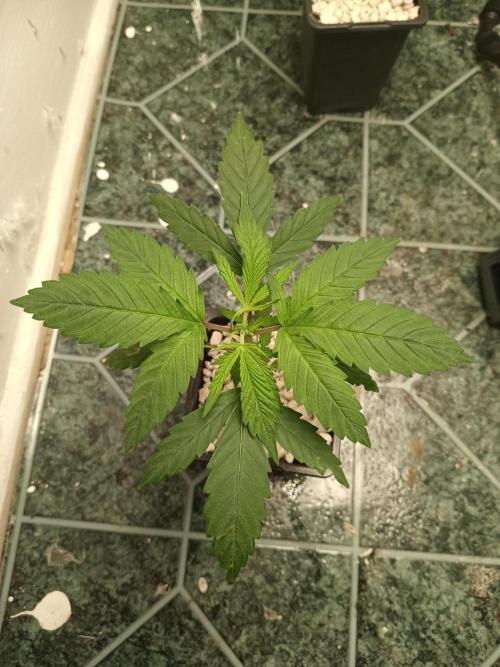 PEYOTE GORILLA. Week 5