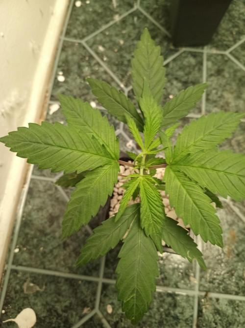 PEYOTE GORILLA. Week 5