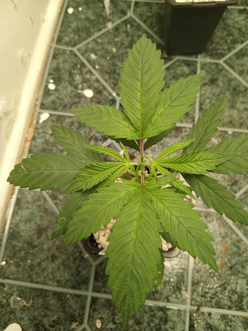 PEYOTE GORILLA. Week 5