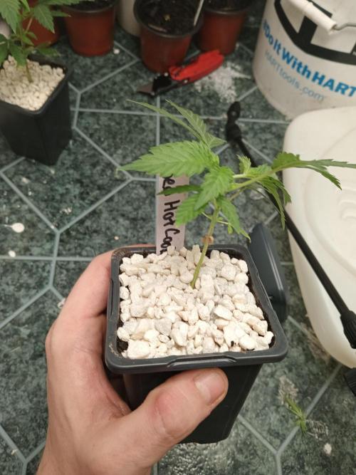 Red Hot Cookies. Week 5