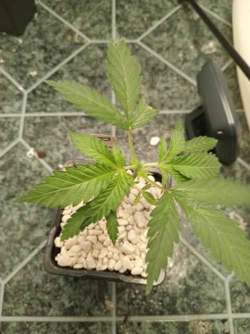 Red Hot Cookies. Week 5