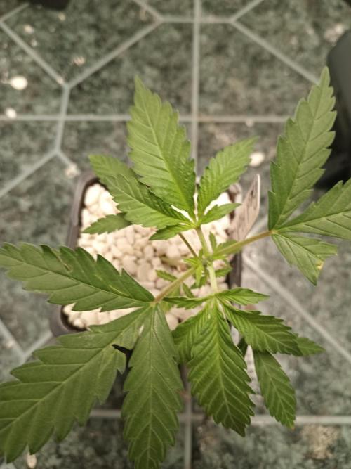Red Hot Cookies. Week 5